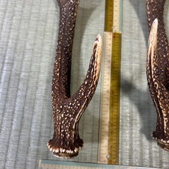 ニホンジカの角の飾り物 いっつい一対の画像
