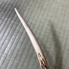 ニホンジカの角の飾り物 いっつい一対の画像