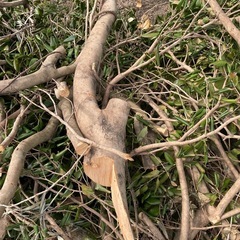 ば伐採した椿の木の画像