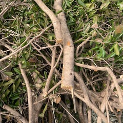 ば伐採した椿の木の画像