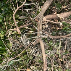 ば伐採した椿の木の画像