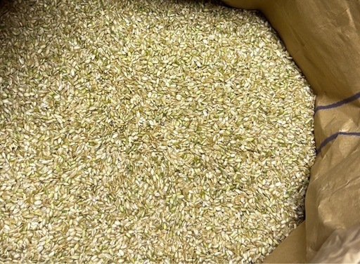 普通米より粒が小さい中米、令和7年度産 玄米30キロ②