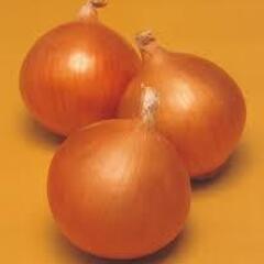 玉ねぎ苗　ネオアース　赤玉ねぎ　苗　１０本　１００円　の画像