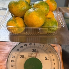 早生みかん 1キロ
の画像