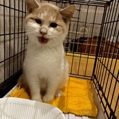 ミルクティー色の男の子（3ヶ月）全体丸い