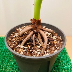 フィロデンドロン　セローム　根上がり仕立て の画像