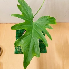 フィロデンドロン　セローム　根上がり仕立て の画像