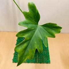 フィロデンドロン　セローム　根上がり仕立て の画像