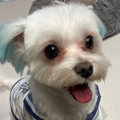 マルチーズ・男の子・5歳