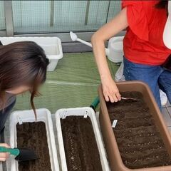 【ベランダ菜園とペットボトルベジの体験会】11/16(日)     ベランダで無農薬、無肥料栽培で野菜を作る、種まき体験会。自然栽培で自給自足。12月は21日の予定の画像