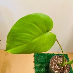 モンステラの画像