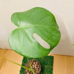 モンステラの画像