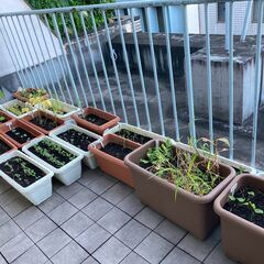 【ベランダ菜園とペットボトルベジの体験会】11/16(日)     ベランダで無農薬、無肥料栽培で野菜を作る、種まき体験会。自然栽培で自給自足。12月は21日の予定の画像