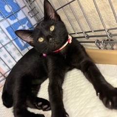生後３ヶ月の🐈‍⬛譲渡会参加は20匹以上💖お気軽にお越し下さい☺️