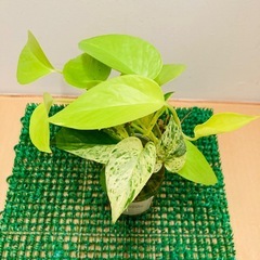 ポトス　ライム&マーブル　水挿しの画像