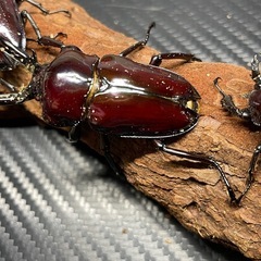 ニジイロクワガタ　紫紺ピカール　トリオの画像