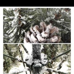 studio clipクリスマスツリーの画像