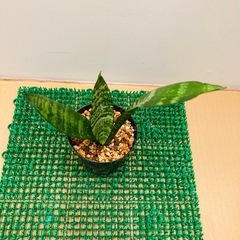 サンスベリアの画像