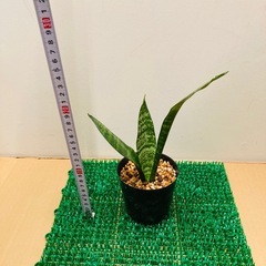 サンスベリアの画像