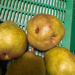 ラ・フランス 訳あり品 約4kgの画像