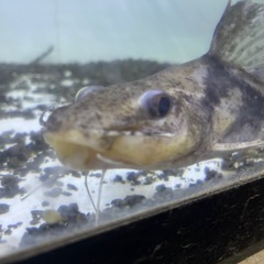 熱帯魚 マウスフィンキャット ペルー産の画像