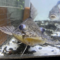 熱帯魚 マウスフィンキャット ペルー産の画像