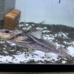 熱帯魚 マウスフィンキャット ペルー産の画像