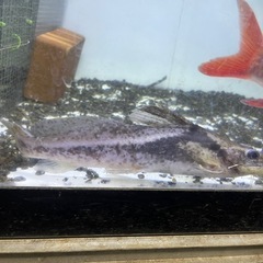 熱帯魚 マウスフィンキャット ペルー産の画像