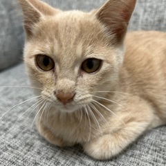 ベタ慣れ茶トラん