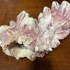貝の置物（2）の画像