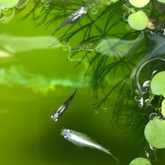 清流きりゅう🐟若魚10匹の画像