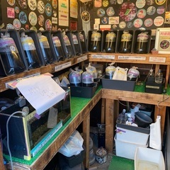 【五桜メダカ】 11月6日　横須賀めだか無人販売