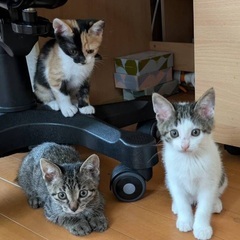 元気な子猫兄妹　三毛猫　白キジ　キジ