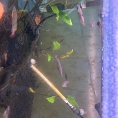 セレベスハーフビーク　ペアの画像