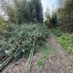 竹を無料で差し上げますの画像