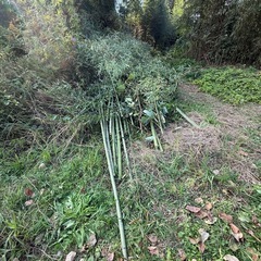 竹を無料で差し上げますの画像