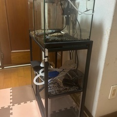 水槽フルセット✖️4 早い者勝ちです！ の画像