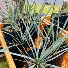 ユッカ ロストラータ 【各サイズ】 の画像