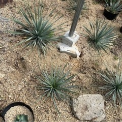 ユッカ ロストラータ 【各サイズ】 の画像