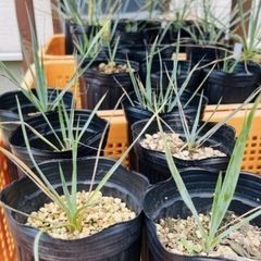 ユッカ ロストラータ 【各サイズ】 の画像