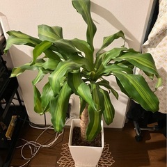 幸福の木　ドラセナ マッサン 高さ 約90cm 鉢 受け皿 付きの画像