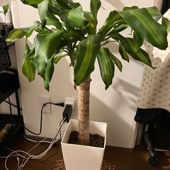 幸福の木　ドラセナ マッサン 高さ 約90cm 鉢 受け皿 付きの画像