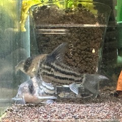 コリドラス コルレア 2匹の画像