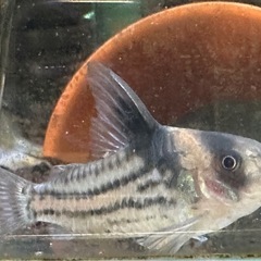 コリドラス コルレア 2匹の画像