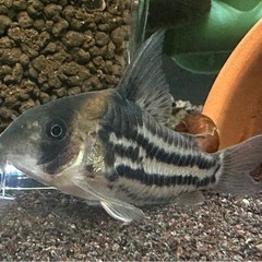 コリドラス コルレア 2匹の画像