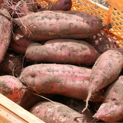 無農薬栽培～野菜～の画像