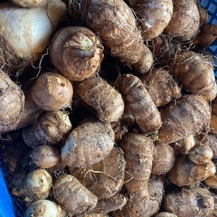 無農薬栽培～野菜～の画像