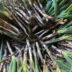 無農薬栽培～野菜～の画像