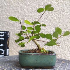 ミニ盆栽ハリツルマサキ（方言名マッコウ）の画像