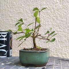 ミニ盆栽ハリツルマサキ（方言名マッコウ）の画像